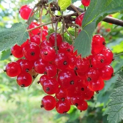 Смородина красная КРАСНАЯ АНДРЕЙЧЕНКО  Смородина красная КРАСНАЯ АНДРЕЙЧЕНКО в Грозном