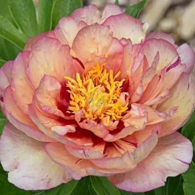 Пион КЭЛЛИС МЕМОРИ ито-гибрид  Пион КЭЛЛИС МЕМОРИ ито-гибрид в Грозном