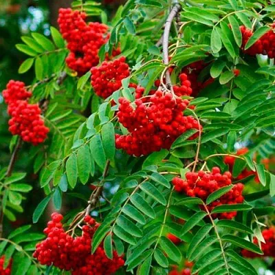 Рябина ПЛАКУЧАЯ сладкоплодная  Рябина ПЛАКУЧАЯ сладкоплодная в Грозном