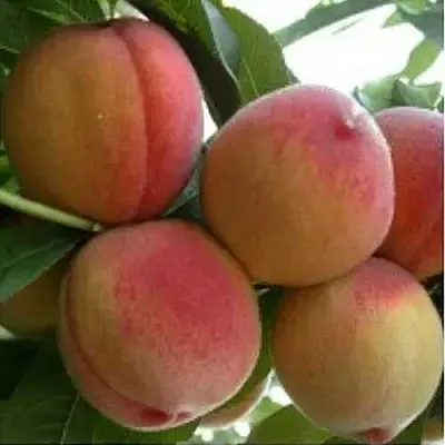 Персик ТУРИСТ  Персик ТУРИСТ в Грозном