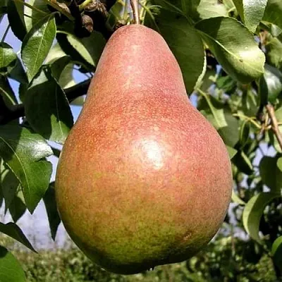 Груша КИРГИЗСКАЯ ЗИМНЯЯ  Груша КИРГИЗСКАЯ ЗИМНЯЯ в Грозном