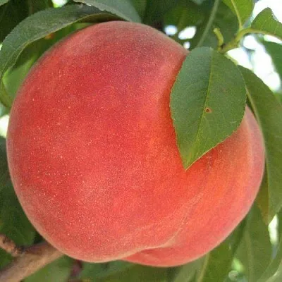 Персик МАЙСКИЙ ЦВЕТОК  Персик МАЙСКИЙ ЦВЕТОК в Грозном