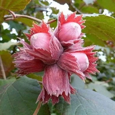 Фундук СКАРЛЕТТ  Фундук СКАРЛЕТТ в Грозном