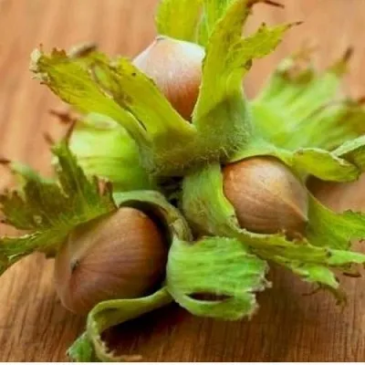 Фундук ГИГАНТ ТАМБОВСКИЙ  Фундук ГИГАНТ ТАМБОВСКИЙ в Грозном