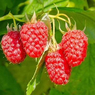 Малина ИЗОБИЛЬНАЯ  Малина ИЗОБИЛЬНАЯ в Грозном