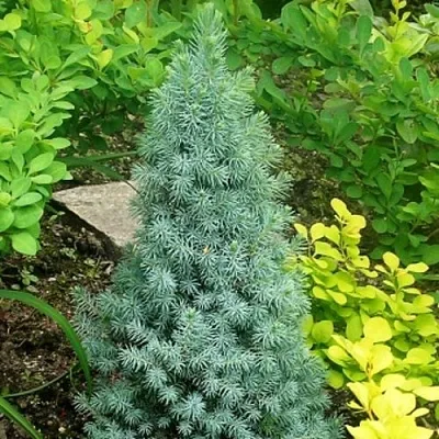 Ель КОНИКА сизая  Ель КОНИКА сизая в Грозном