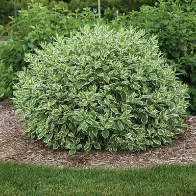 Дерен ЭЛЕГАНТИССИМА белый  Дерен ЭЛЕГАНТИССИМА белый в Грозном