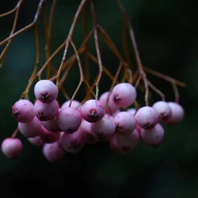 Рябина ПЕКИНСКАЯ сладкоплодная  Рябина ПЕКИНСКАЯ сладкоплодная в Грозном