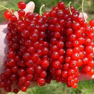 Смородина красная РЕД ПУЛ  Смородина красная РЕД ПУЛ в Грозном