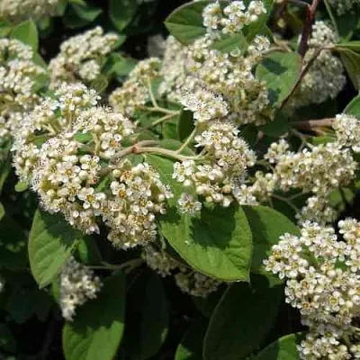 Кизильник пузырчатый  Кизильник пузырчатый в Грозном