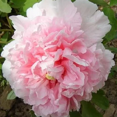 Пион БУКЕТ РОЗОВЫХ ГВОЗДИК древовидный  Пион БУКЕТ РОЗОВЫХ ГВОЗДИК древовидный в Грозном