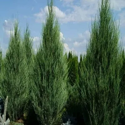 Можжевельник СКАЙРОКЕТ скальный  Можжевельник СКАЙРОКЕТ скальный в Грозном