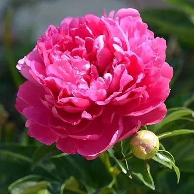 Пион БУШЕЛА травянистый  Пион БУШЕЛА травянистый в Грозном