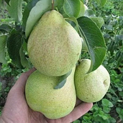 Груша КУДЕСНИЦА  Груша КУДЕСНИЦА в Грозном