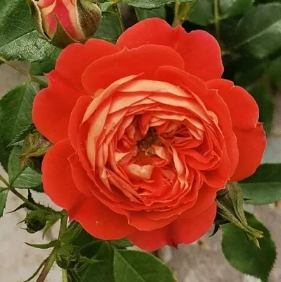 Саженцы роз СТАРЛЕТ РОУЗ КАРМЕН плетистая  Саженцы роз СТАРЛЕТ РОУЗ КАРМЕН плетистая в Грозном