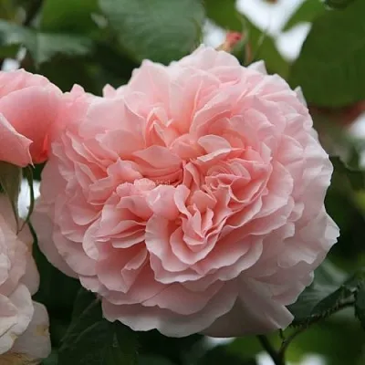 Саженцы роз РОЗ ДЕ ТОЛБИАК плетистая  Саженцы роз РОЗ ДЕ ТОЛБИАК плетистая в Грозном