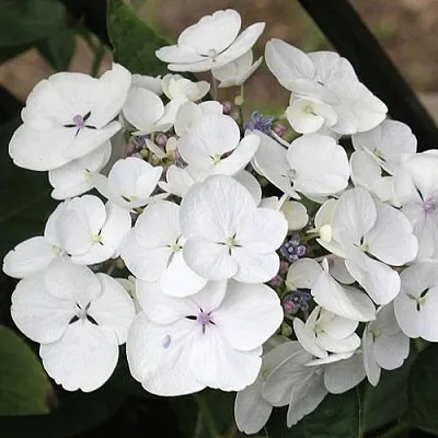 Гортензия ЛИБЕЛЛЕ крупнолистная в Грозном