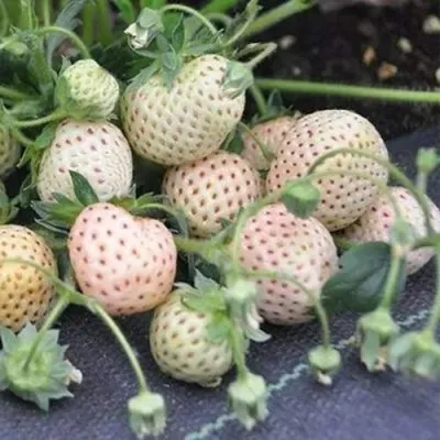 Клубника АНАНАСА ремонтантная — описание сорта Клубника АНАНАСА ремонтантная в Грозном