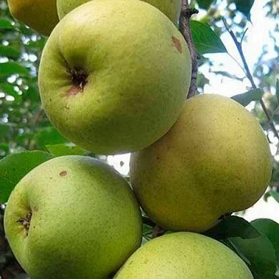 Груша РОГНЕДА  Груша РОГНЕДА в Грозном