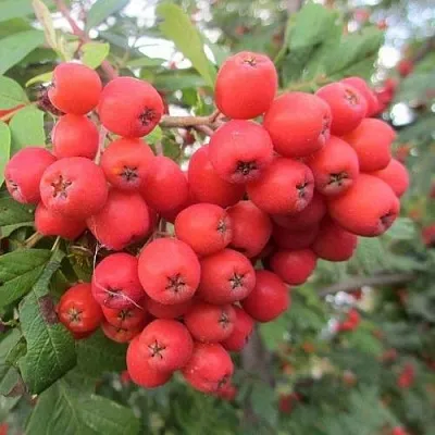 Рябина НЕВЕЖИНСКАЯ сладкоплодная  Рябина НЕВЕЖИНСКАЯ сладкоплодная в Грозном