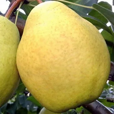 Груша ОСЕННИЙ ВЕЛИКАН  Груша ОСЕННИЙ ВЕЛИКАН в Грозном