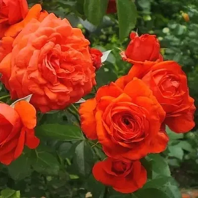 Саженцы роз МАЙНТАУЭР плетистая  Саженцы роз МАЙНТАУЭР плетистая в Грозном