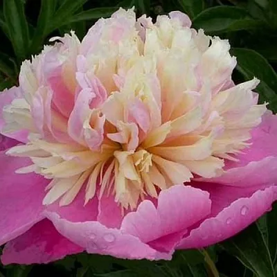 Пион ВЕСЕННЯЯ ПАЛИТРА травянистый  Пион ВЕСЕННЯЯ ПАЛИТРА травянистый в Грозном