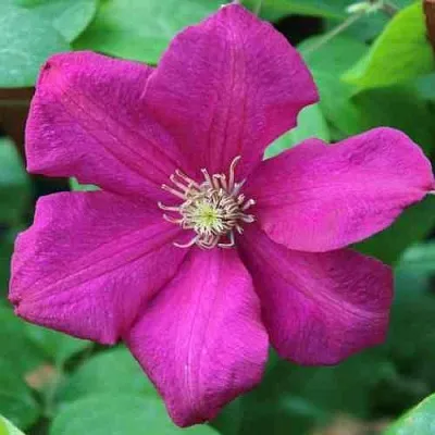 Клематис ЭРНЕСТ МАРКХАМ  Клематис ЭРНЕСТ МАРКХАМ в Грозном