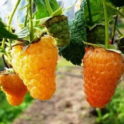 Малина ОРАНЖЕВОЕ ЧУДО  Малина ОРАНЖЕВОЕ ЧУДО в Грозном