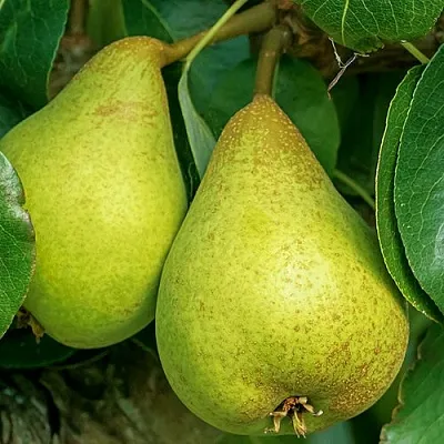 Груша Г-6 колонновидная  Груша Г-6 колонновидная в Грозном