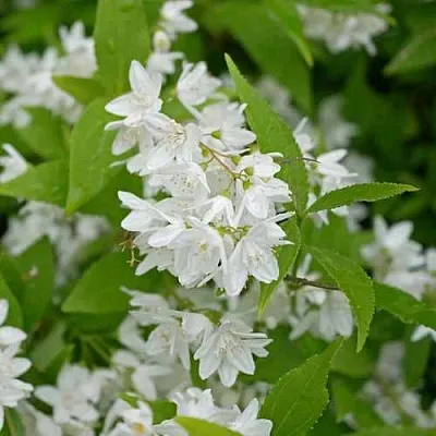 Дейция шершавая  Дейция шершавая в Грозном