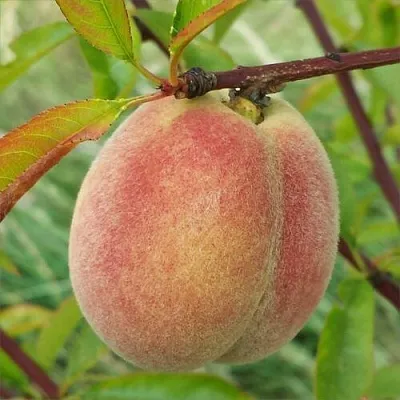 Персик ЕЛГАВСКИЙ  Персик ЕЛГАВСКИЙ в Грозном