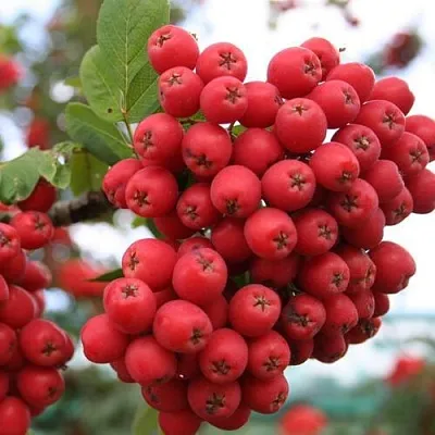 Рябина АЛАЯ КРУПНАЯ сладкоплодная  Рябина АЛАЯ КРУПНАЯ сладкоплодная в Грозном