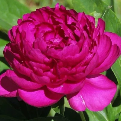 Пион БАРХАТ НОЧИ травянистый  Пион БАРХАТ НОЧИ травянистый в Грозном