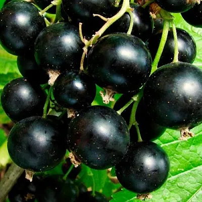 Чёрная  Чёрная в Грозном