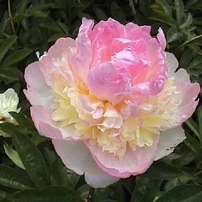 Пион РАСБЕРРИ САНДЕЙ травянистый  Пион РАСБЕРРИ САНДЕЙ травянистый в Грозном