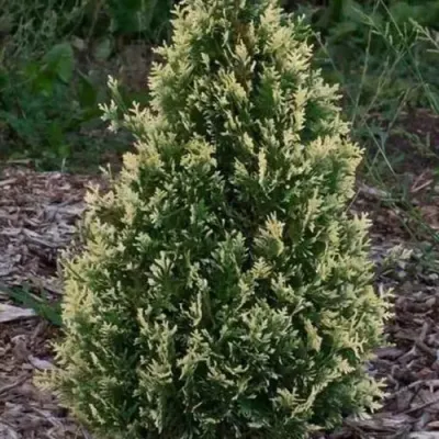 Туя БРАБАНТ ВАРИЕГАТТА западная — описание сорта Туя БРАБАНТ ВАРИЕГАТТА западная в Грозном