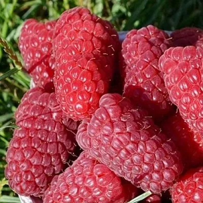 Малина САМОСВАЛ  Малина САМОСВАЛ в Грозном