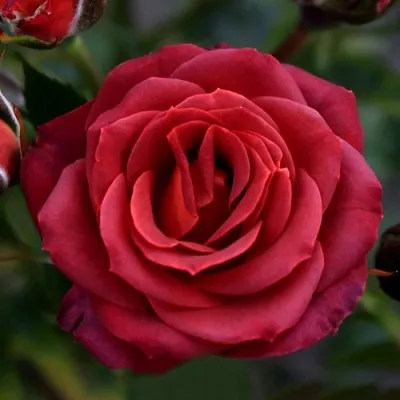 Саженцы роз ЧОКОЧИНО спрей  Саженцы роз ЧОКОЧИНО спрей в Грозном