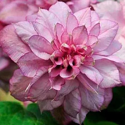 Клематис ИННОСЕНТ ГЛАНС  Клематис ИННОСЕНТ ГЛАНС в Грозном