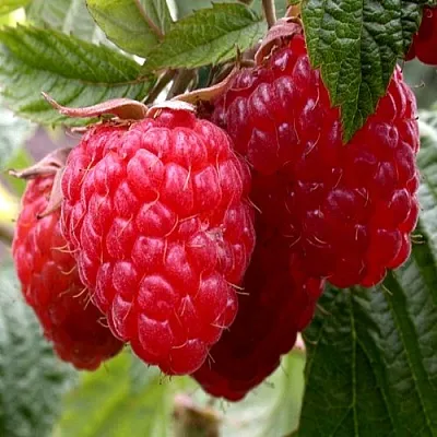 Малина КВЕЛЛИ  Малина КВЕЛЛИ в Грозном