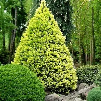 Ель РЕЙНБОУЗ ЭНД сизая  Ель РЕЙНБОУЗ ЭНД сизая в Грозном