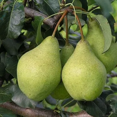 Груша ОРЛОВСКАЯ ЛЕТНЯЯ  Груша ОРЛОВСКАЯ ЛЕТНЯЯ в Грозном