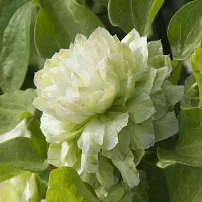 Клематис КОХАНА  Клематис КОХАНА в Грозном