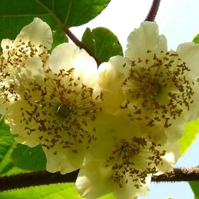 Актинидия АТЛАС (МУЖСКОЙ) в Грозном