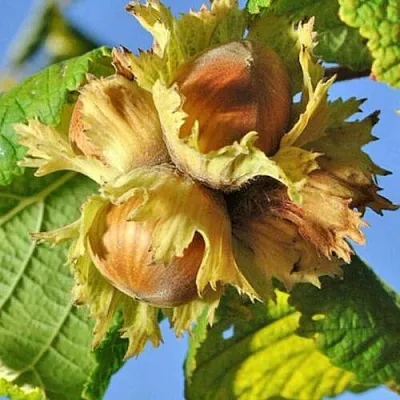 Фундук ТОНДА РОМАНА  Фундук ТОНДА РОМАНА в Грозном