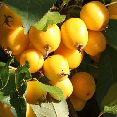 Яблоня ГОЛДЕН ХОРНЕТ декоративная  Яблоня ГОЛДЕН ХОРНЕТ декоративная в Грозном