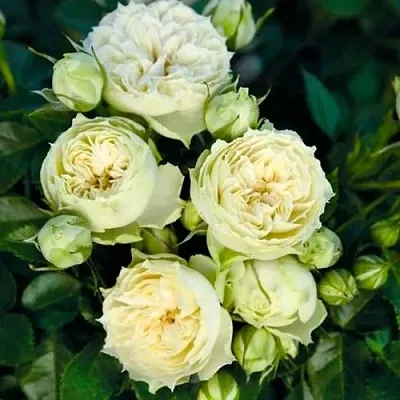 Саженцы роз БЛАНШЕТТ спрей  Саженцы роз БЛАНШЕТТ спрей в Грозном