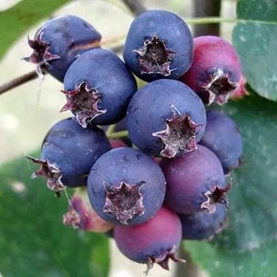 Ирга SLEYT  Ирга SLEYT в Грозном