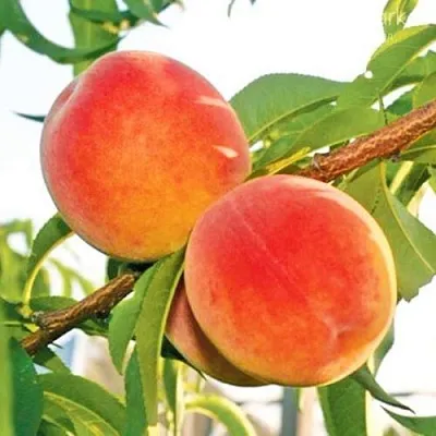 Персик ОНТАРИО  Персик ОНТАРИО в Грозном